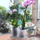 Pots orchidée MADAGASCAR translucide