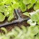 10 raccords en T pour goutte-à-goutte 4,6mm Gardena