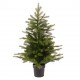 Mini sapin Grandis vert 60cm