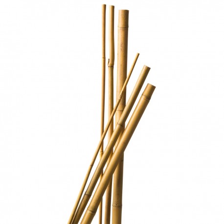 Botte de 5 tuteurs en bambou Ø10-12 mm H120cm