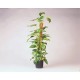 Tuteur en coco Ø38 mm H90cm